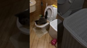 Приучение Мейн-Куна к унитазу