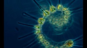 "Тайны Глубин: Шокирующие Факты Океана"