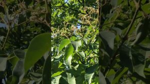 Два подвида Эводии с разным периодом цветения