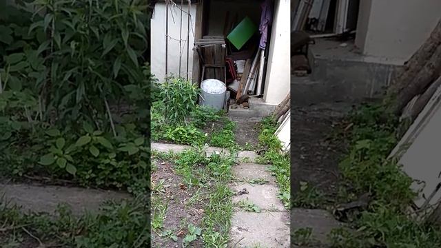 Ежик собирает листья для гнезда смотреть онлайн