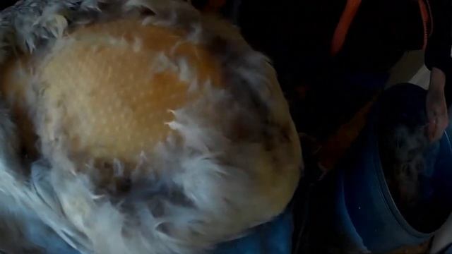 Ощип утки с помощью утюга и насоса смотреть онлайн