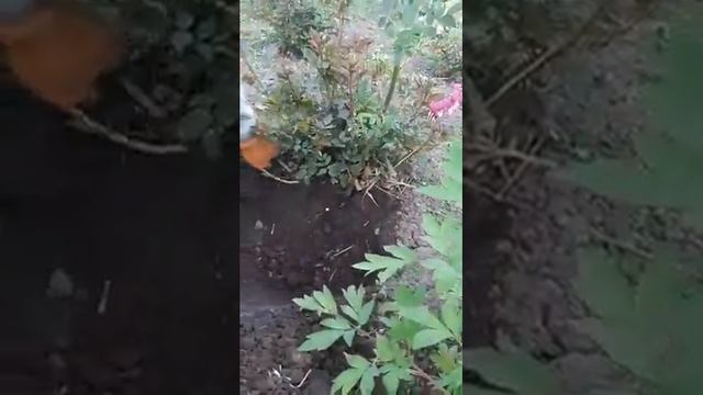 Удаление дикой поросли у розы. "Долина Роз"