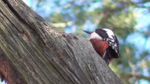 A woodpecker knocks on a tree. The sound of a woodpecker's drum roll. The world of nature