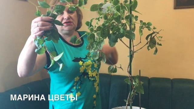Фуксия формируем штамбовое деревце