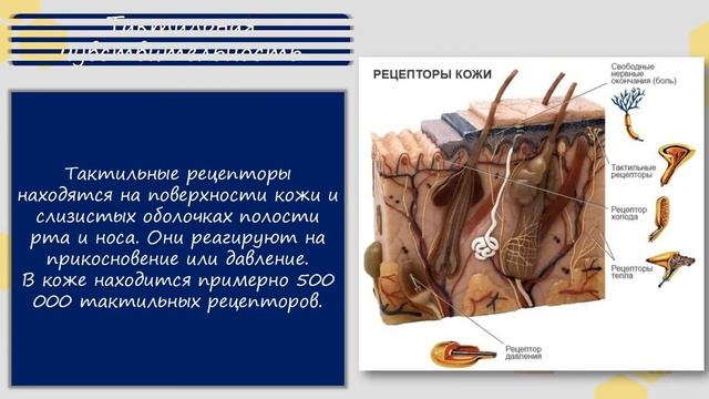 Biology 12+ Кожа – орган осязания  Baranciuc Liudmila