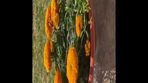 Бархатцы Антигуа