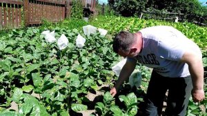 Табак не устоял. Ливень нарушил наши планы. Приехали гости.