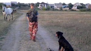 Воспитание щенка ротвейлера (отвлечение щенка ротвейлера от раздражителей путем мотивации)