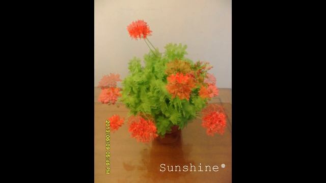 5. June Patricia ( 2013) 준패트리샤 Pelargonium смотреть онлайн