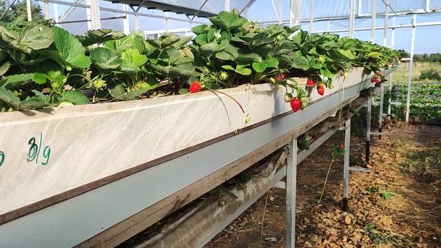 Стеллажи под клубнику. Осенняя Флорида бьюти и Мурано. смотреть онлайн