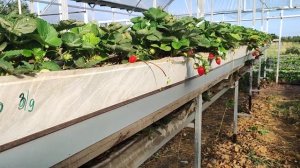 Стеллажи под клубнику. Осенняя Флорида бьюти и Мурано.