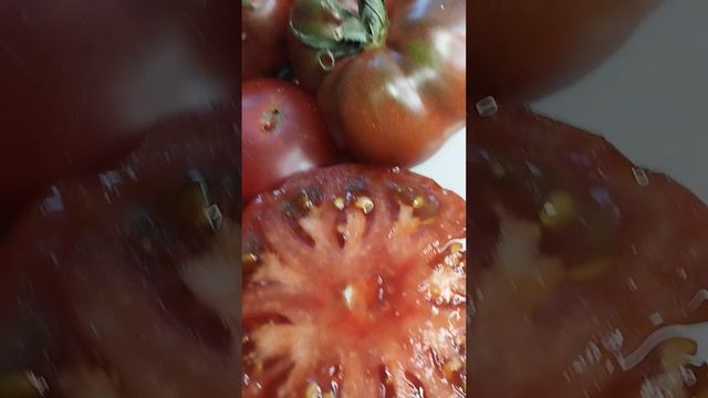 Томат Ежевика смотреть онлайн