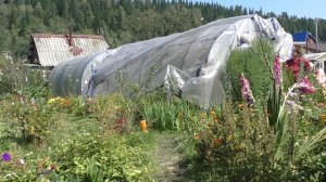 Теплица из армированного полиэтилена  Год четвёртый