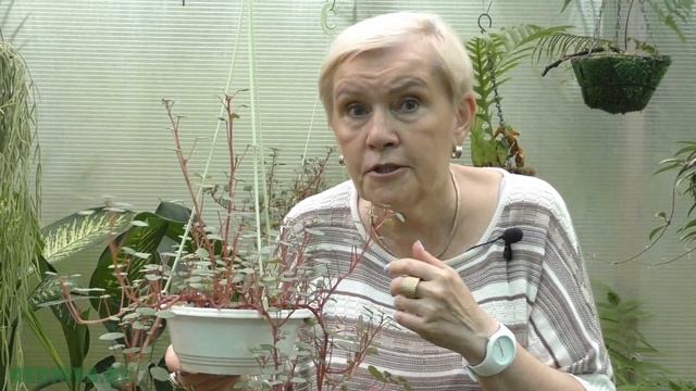 Бальзамин ампельный (Impatiens "Repens") смотреть онлайн