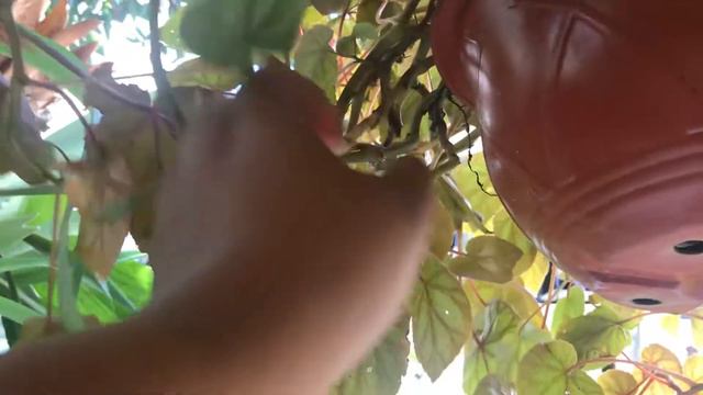 Begonias Reproducción y riego Colgantes en el jardín de sol begonias todo el año facil cuidado смотреть онлайн