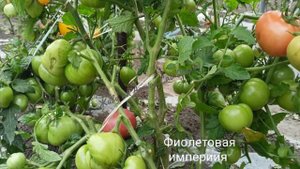 Изумительно вкусный томатный гном "Фиолетовая империя" с впечатляющей урожайностью