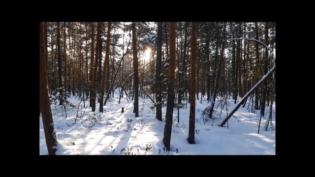 Поездка в Сибирскую Тайгу за лесным чаем