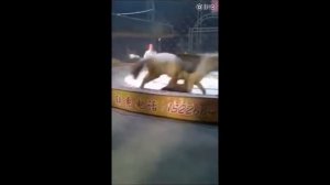 Лошадь ПРОТИВ ТИГРА И ЛЬВА