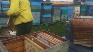 Как сработал 16-ти рамочный лежак на 2-х корпусах и магазине?