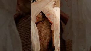 Зимняя палатка Снегирь 3Т Лонг