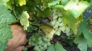 Сорт винограда Элегант сверхранний.