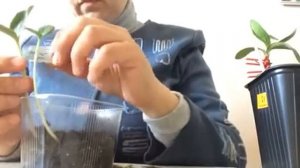 Прививка вытянувшейся рассады арбуза на лагенарию