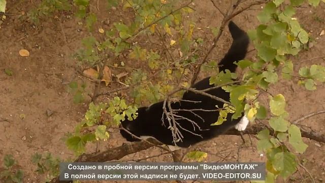 .Пристроить кошечку в добрые любящие руки. смотреть онлайн