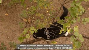 .Пристроить кошечку в добрые любящие руки.