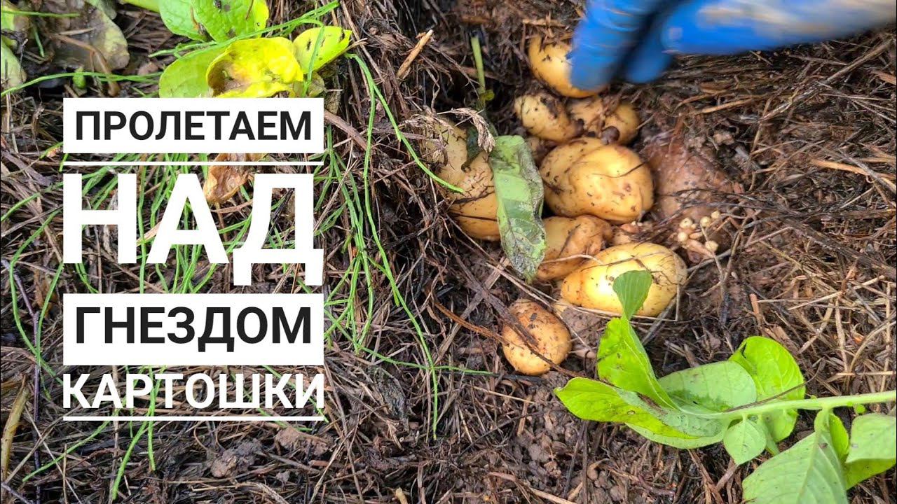 Собираю экспериментальную картошечку из-под сена. Как она там поживает?