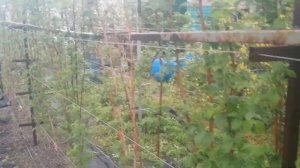 Малина сорт Ньюбург продолжаем наблюдать ????