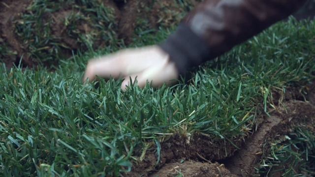 Газон Высшии сорт Элитный