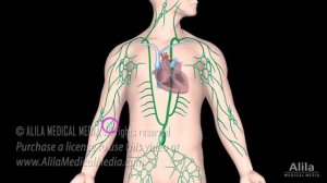 The Lymphatic System Overview, Animation