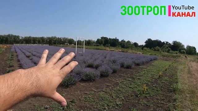 Лавандовое поле. Супер локация. Выгода. Одесса. Цветочные поля. Розы и лаванда. Туризм. #зоотроп