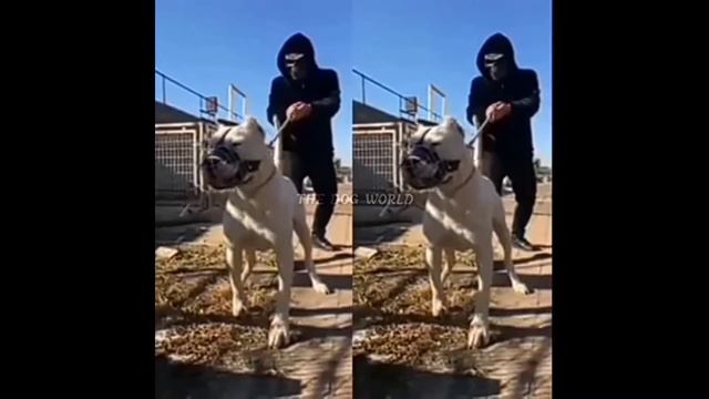 DOGO ARGENTINO | Large and strong dog breed | THE DOG WORLD смотреть онлайн