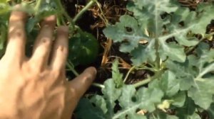 ОБЗОР КРУПНОПЛОДНЫХ СОРТОВ АРБУЗОВ (КАК ВЫРАСТИТЬ КРУПНЫЙ АРБУЗ)