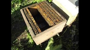 работы на пасеке в июне - как уберечь пчел от роения, если нет хорошего взятка