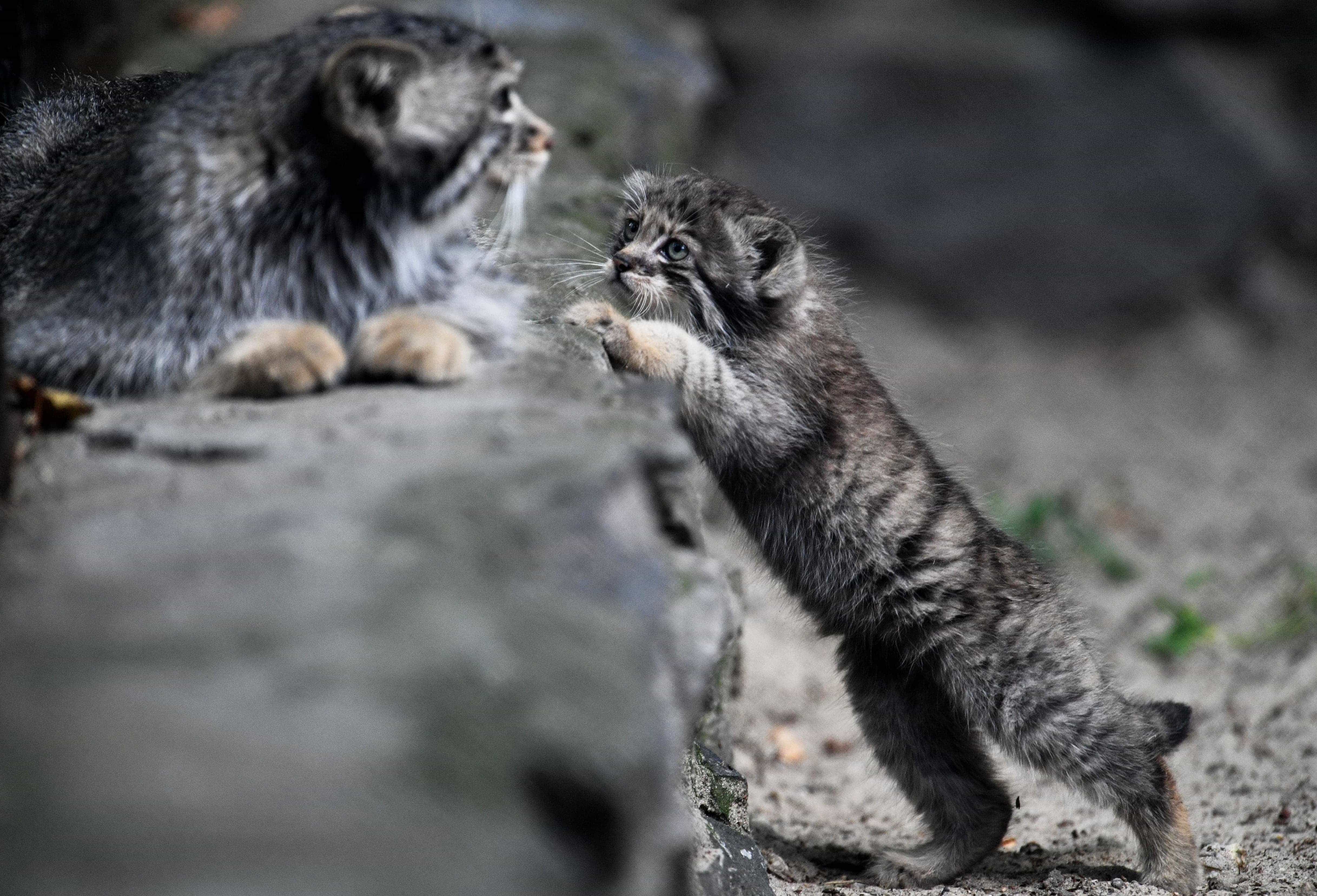 Манул Мия из Новосибирского зоопарка родила шестерых котят