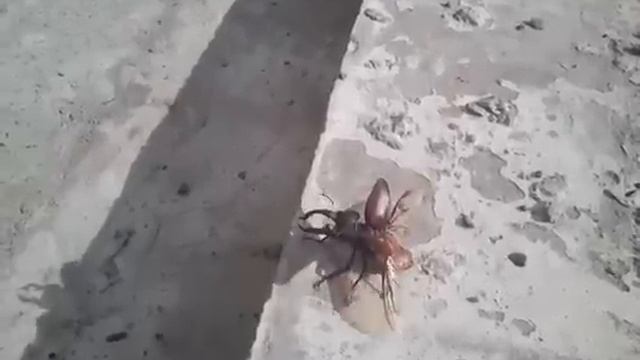 Жук-олень,полет от Вячеслав Девятень смотреть онлайн