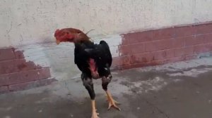 бойцовый петух Шамо (Дакан)