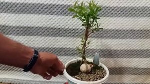 Заплетенный косичкой гранат  Результат кардинальной обрезки Pigtail Braided Pomegranate