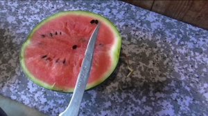 Сорт арбуза СИБИРСКИЕ ОГНИ