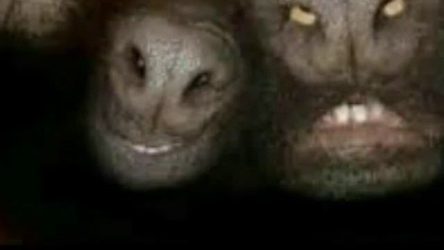 Самые смешные картинки в интернете #1 смотреть онлайн