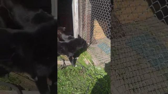 лайки рел и енот смотреть онлайн