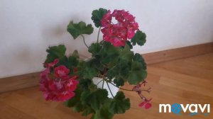 Самая яркая пеларгония глазастик  PAC Flower Fairy Berry