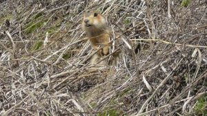 Суслик кричит ( Spermophilus major )