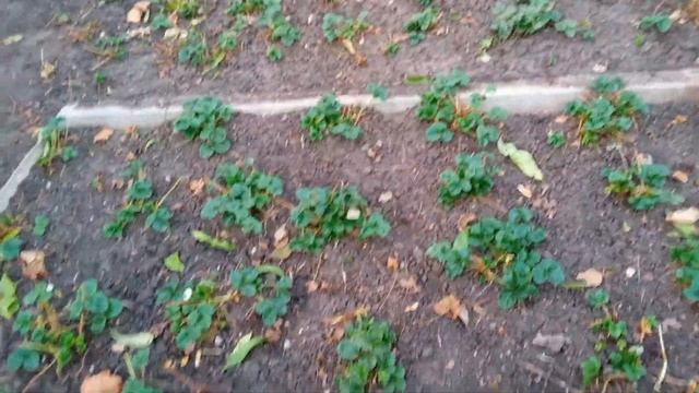 вот такую красоту я сегодня сделала смотреть онлайн