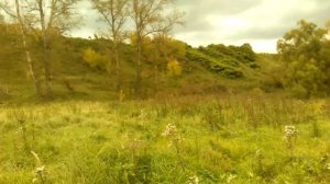 Ахимса коровы быки и телята . Обзор второго пастбища .