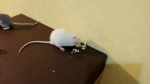 Вкусняшки для крысы ? полезно или вредно ? перепелиные яйца ? лакомство для крыс