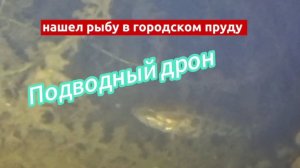 Рыба в городском пруду, ротан отснятый на подводный дрон