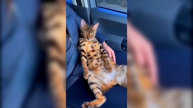 ?Милые котики| Подборка милых котиков| Милые коты и кошки 2023?